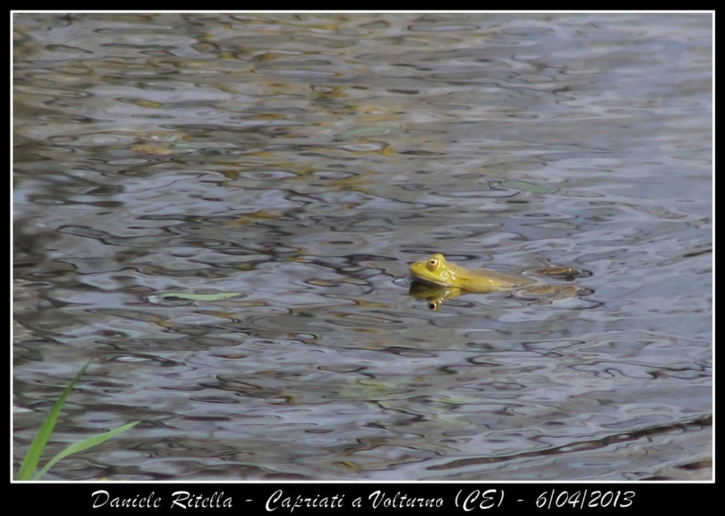 E queste Pelophylax si possono ident. dai sacchi vocali?(CE)
